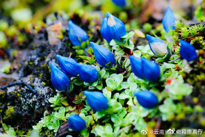 “云南发布”微博