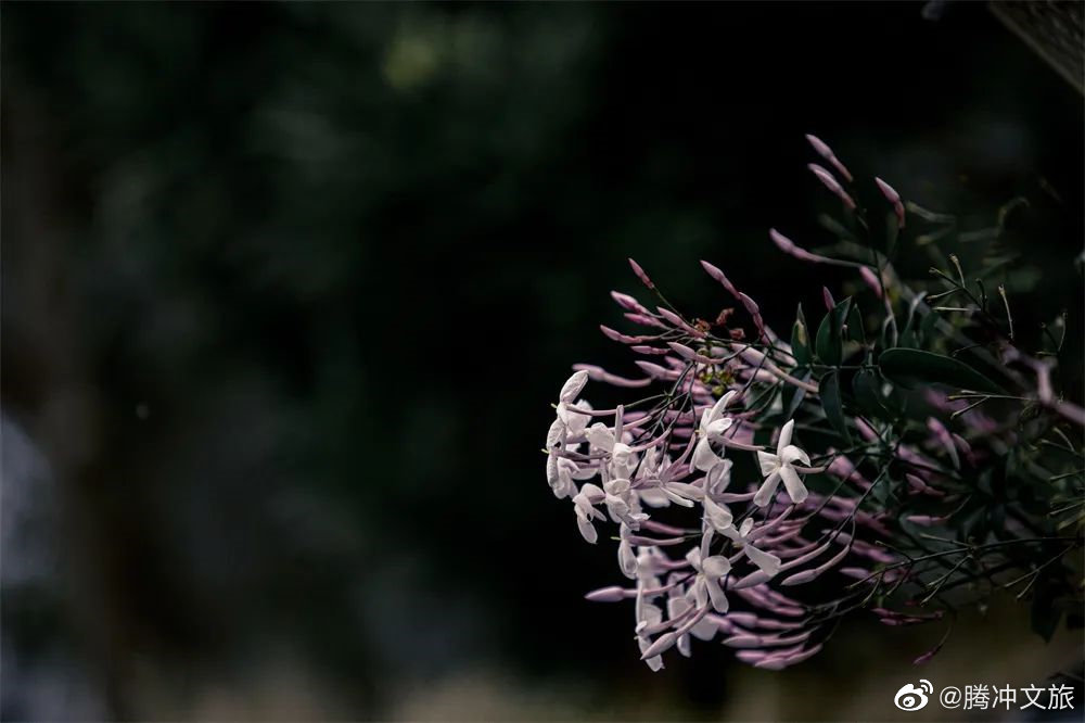 腾冲文旅微博