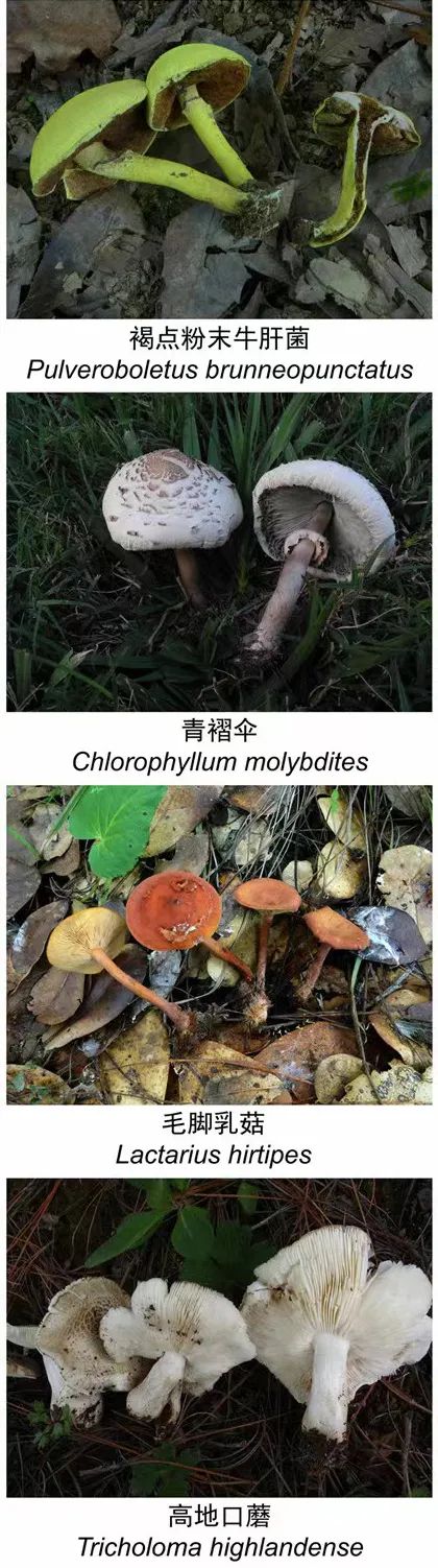 掌上春城微信公众号