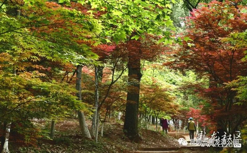 昆明市黑龙潭公园