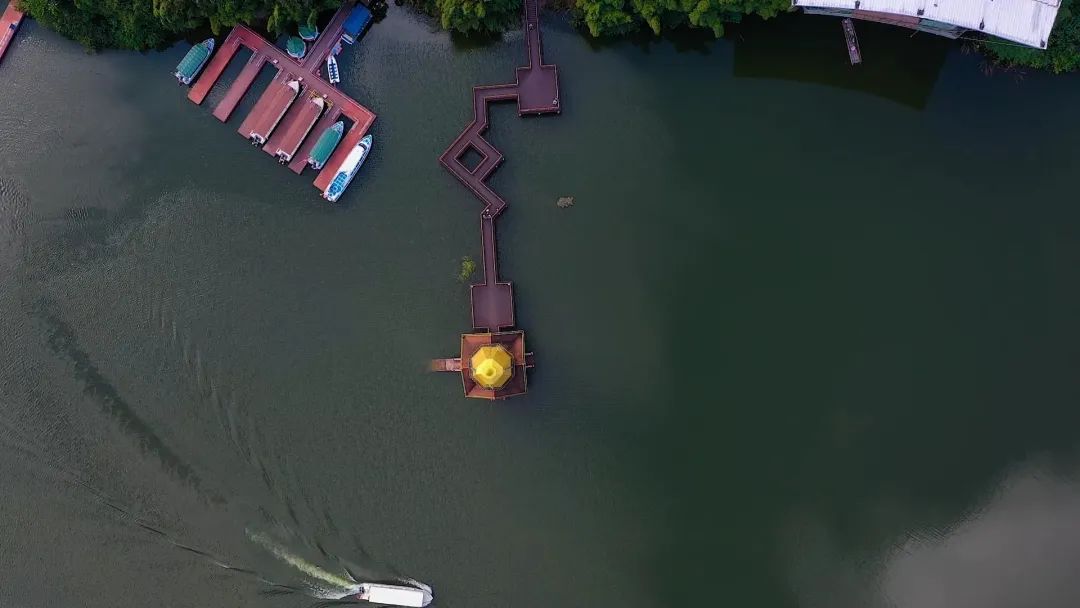 西双版纳望天树景区