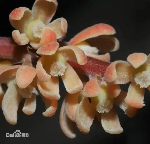 西双版纳望天树景区