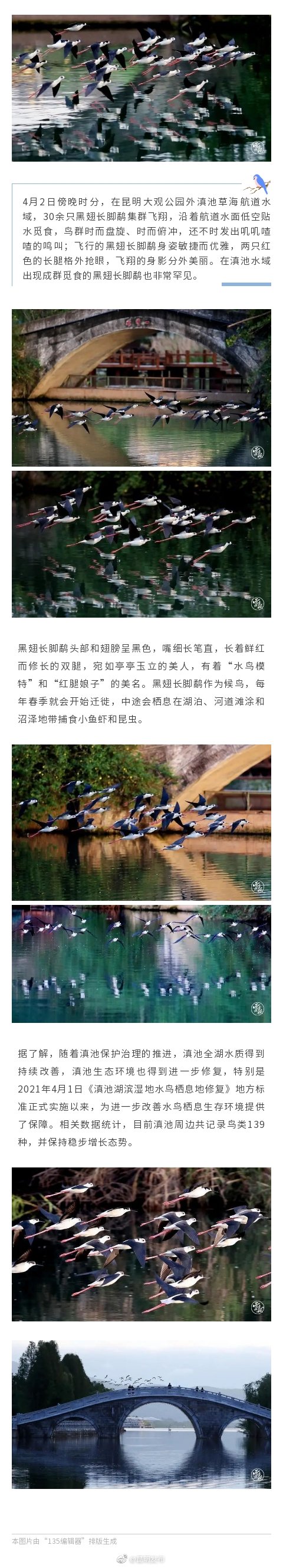 “水鸟模特”黑翅长脚鹬集群觅食滇池草海航道水域