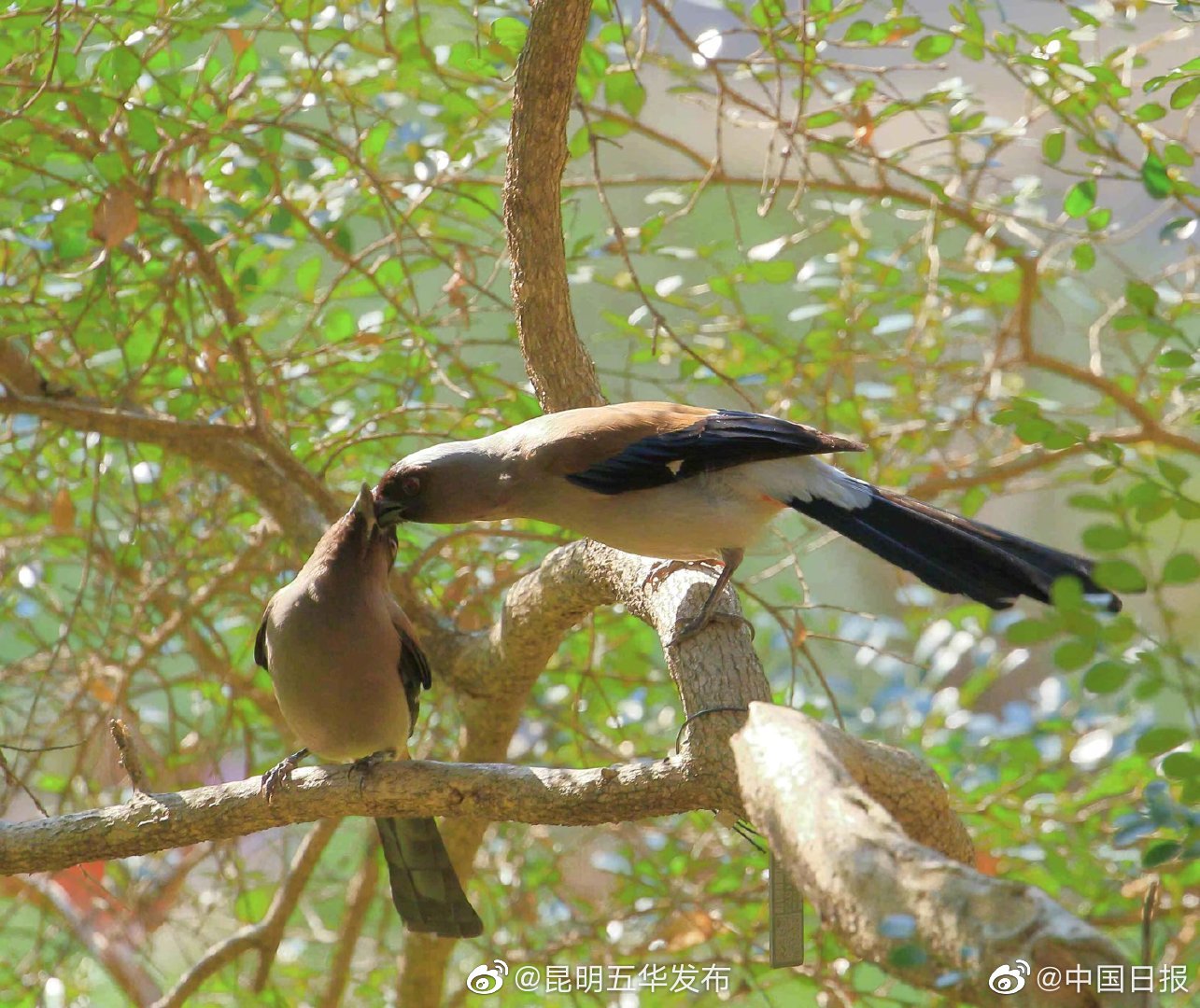 “昆明五华发布”微博