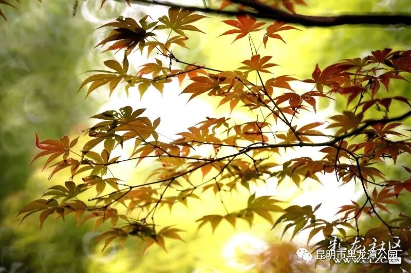 昆明市黑龙潭公园