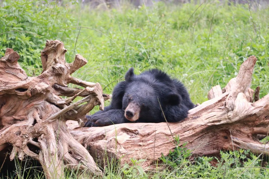 云南野生动物园