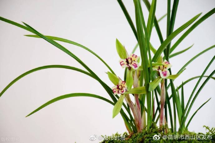 昆明市西山区发布