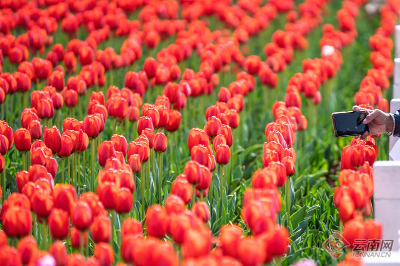 云南省文化和旅游厅