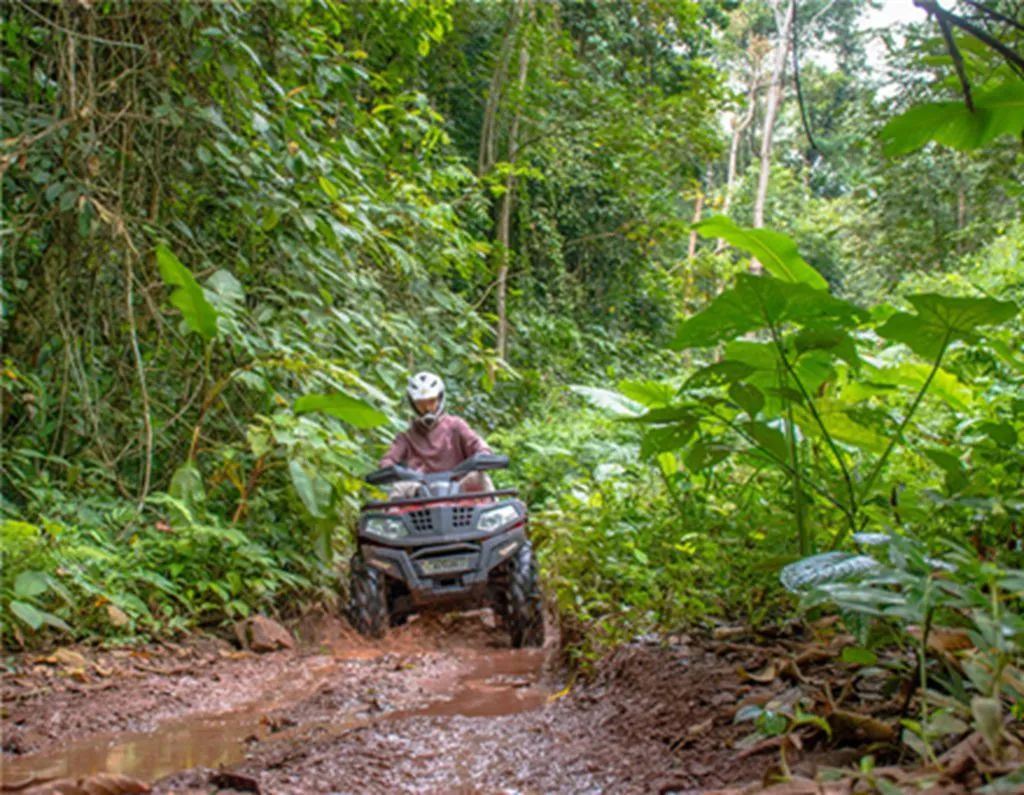 西双版纳望天树景区