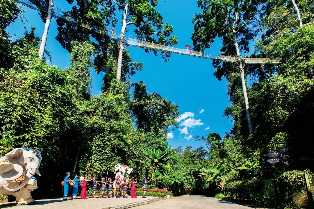 西双版纳望天树景区