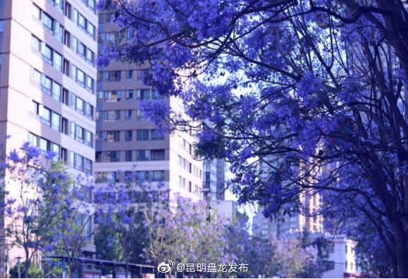 昆明盘龙发布