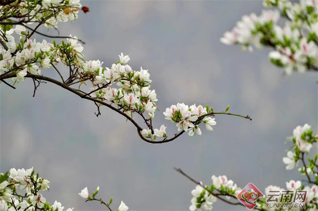 云南省文化和旅游厅