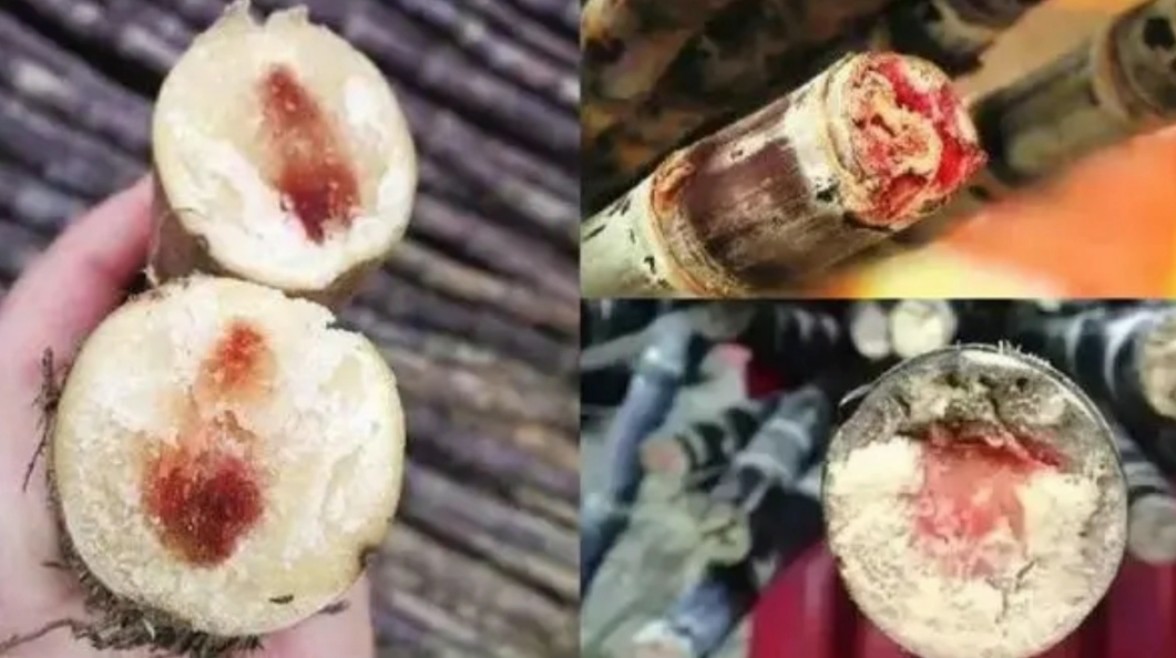 昆明信息港/cnkmxxg