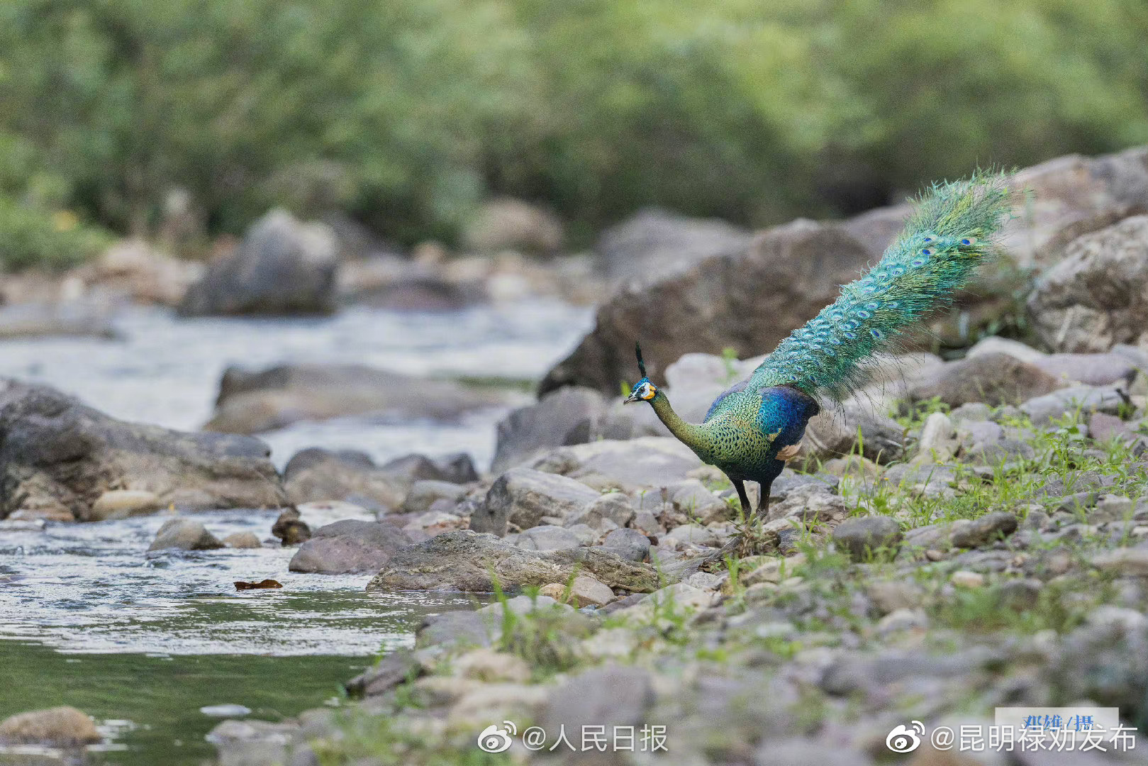 昆明禄劝发布