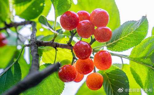 昆明晋宁发布