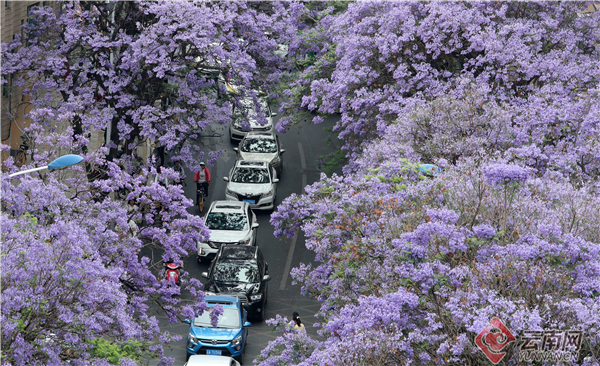 云南省文化和旅游厅