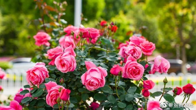 “云南发布”微博