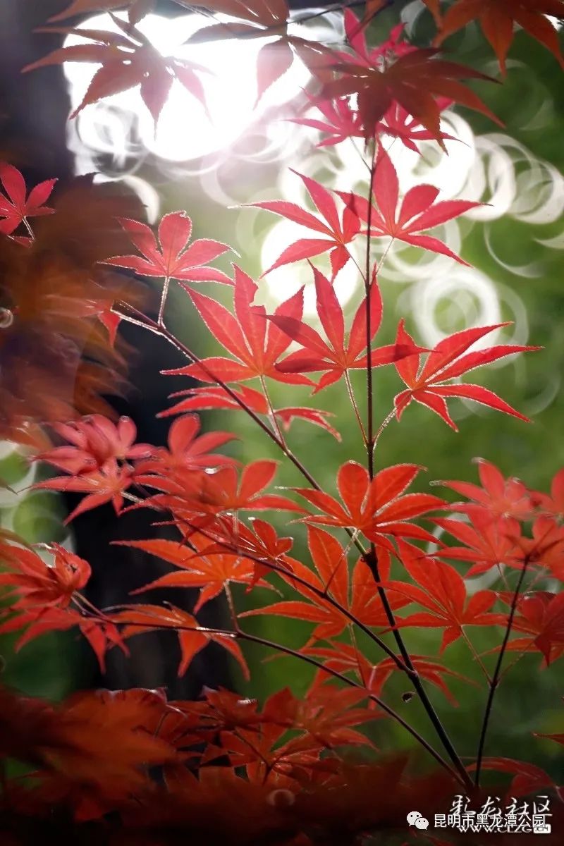 昆明市黑龙潭公园