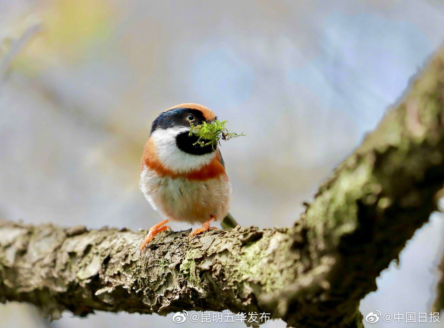 “昆明五华发布”微博