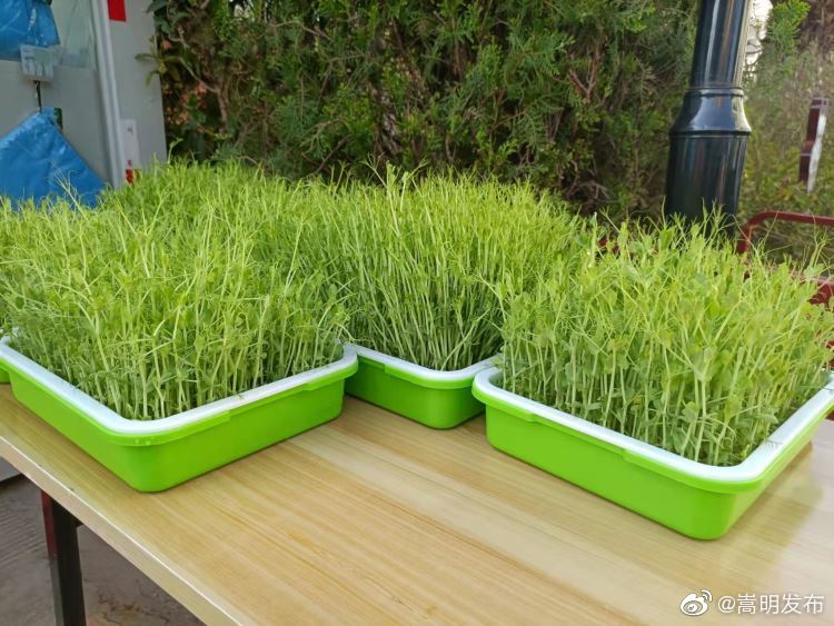 嵩明发布