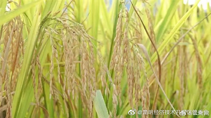 昆明经济技术开发区管委会