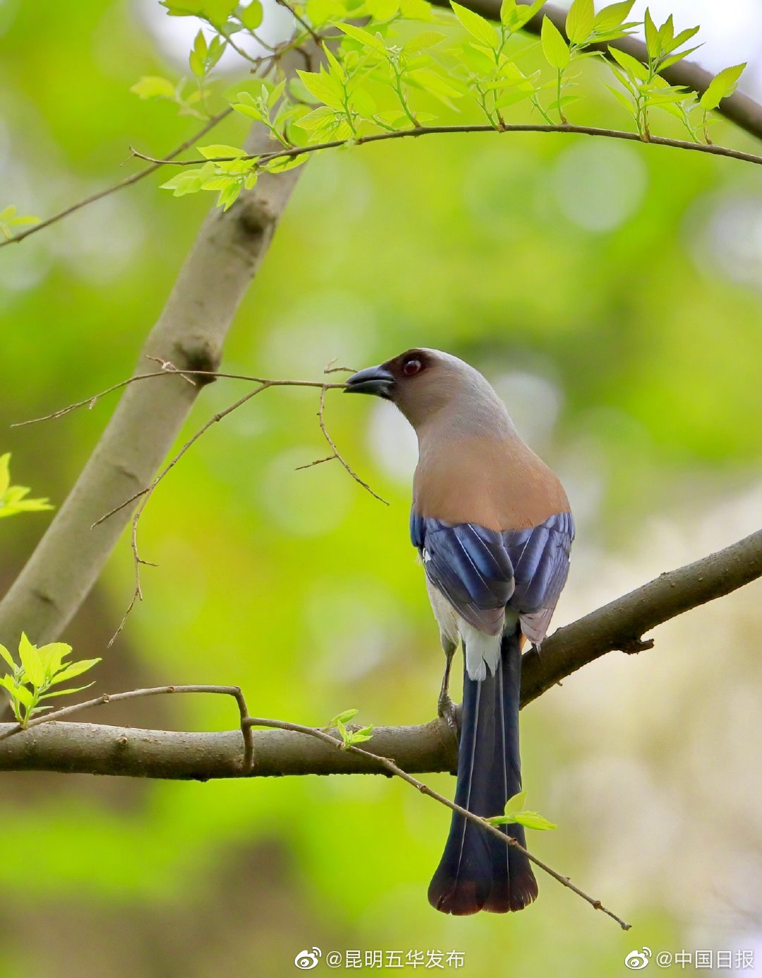 “昆明五华发布”微博