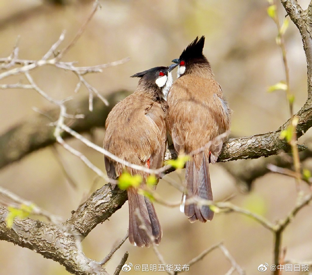 “昆明五华发布”微博