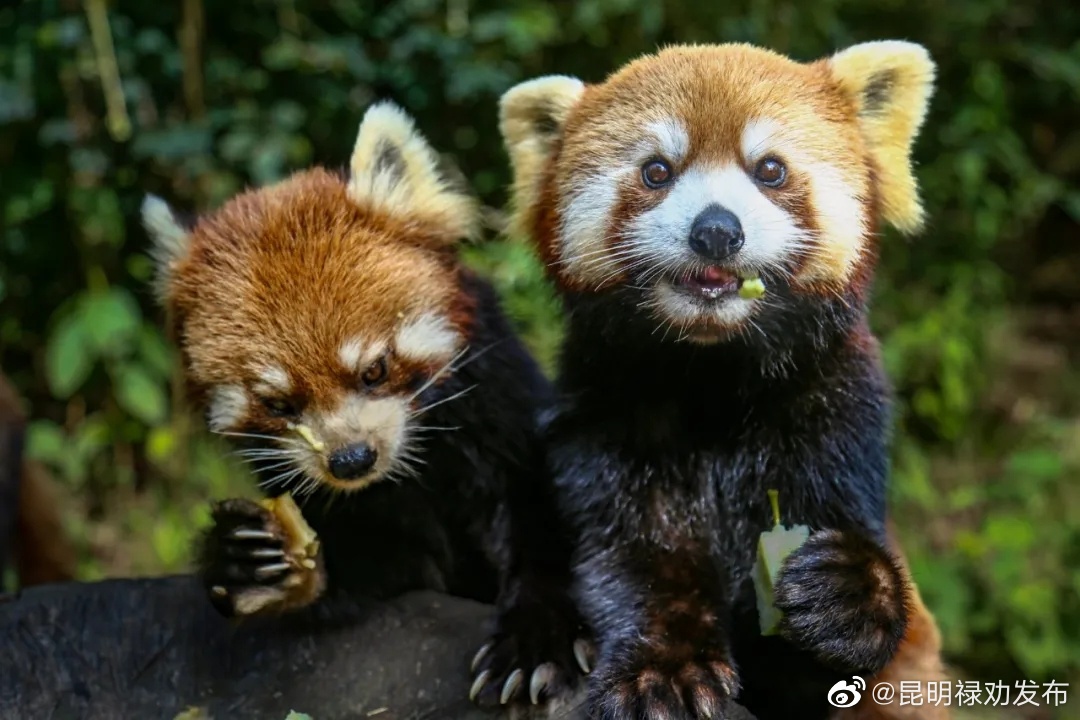 昆明禄劝发布