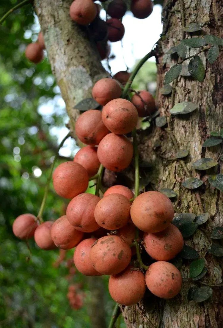 西双版纳望天树景区