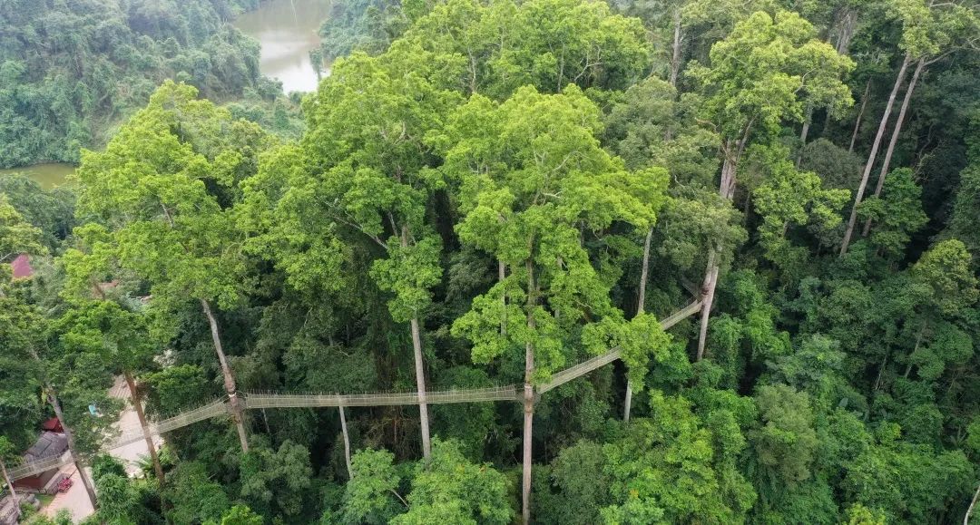 西双版纳望天树景区