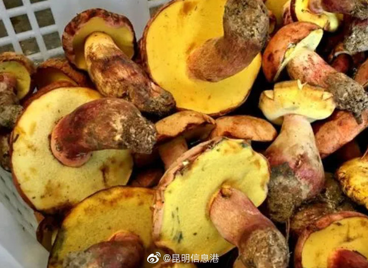 2022“头水牛”肝菌上市