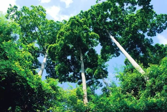 西双版纳望天树景区