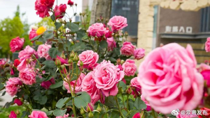 “云南发布”微博