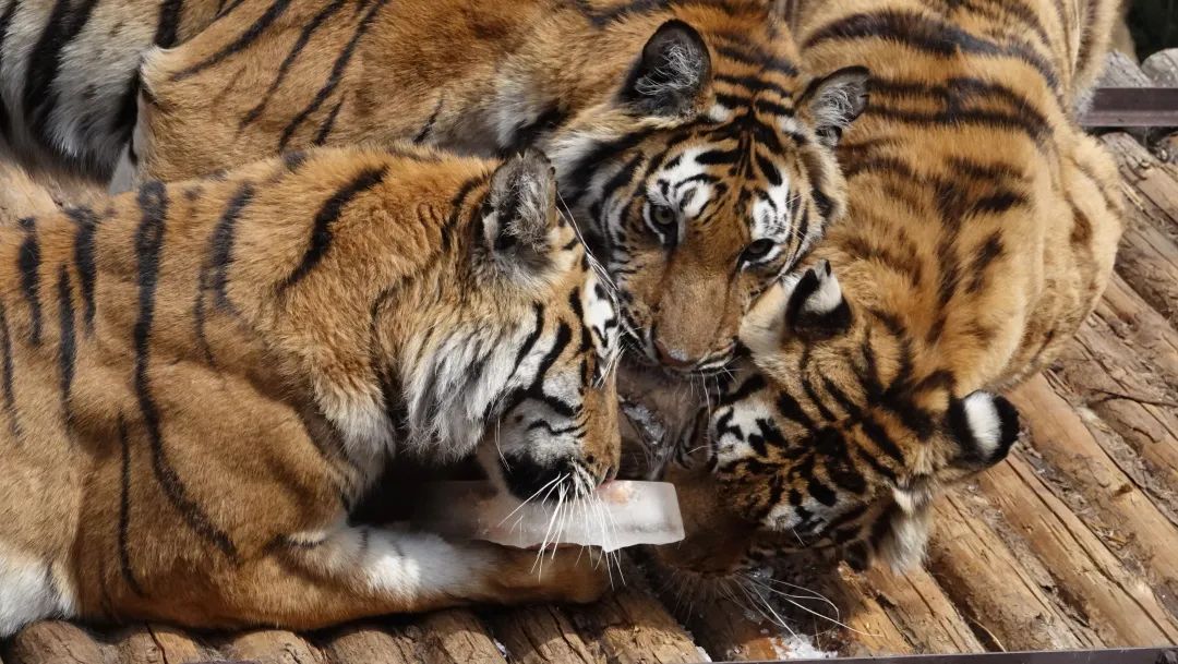 云南野生动物园