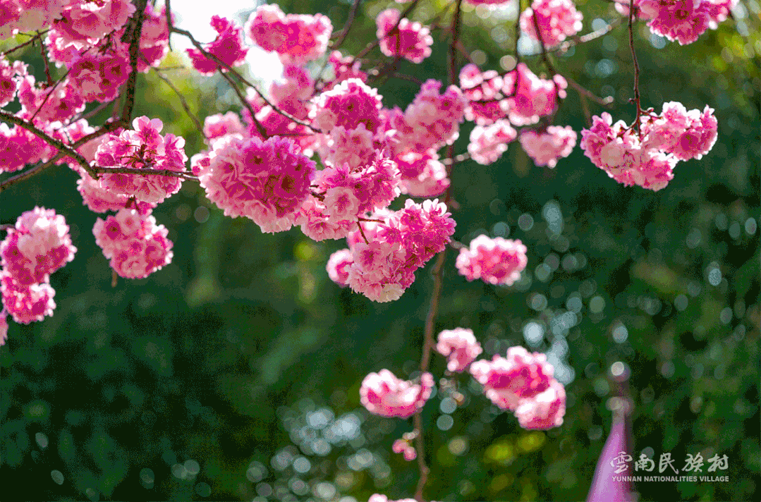 “滇池旅游度假区”微博