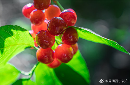 昆明晋宁发布