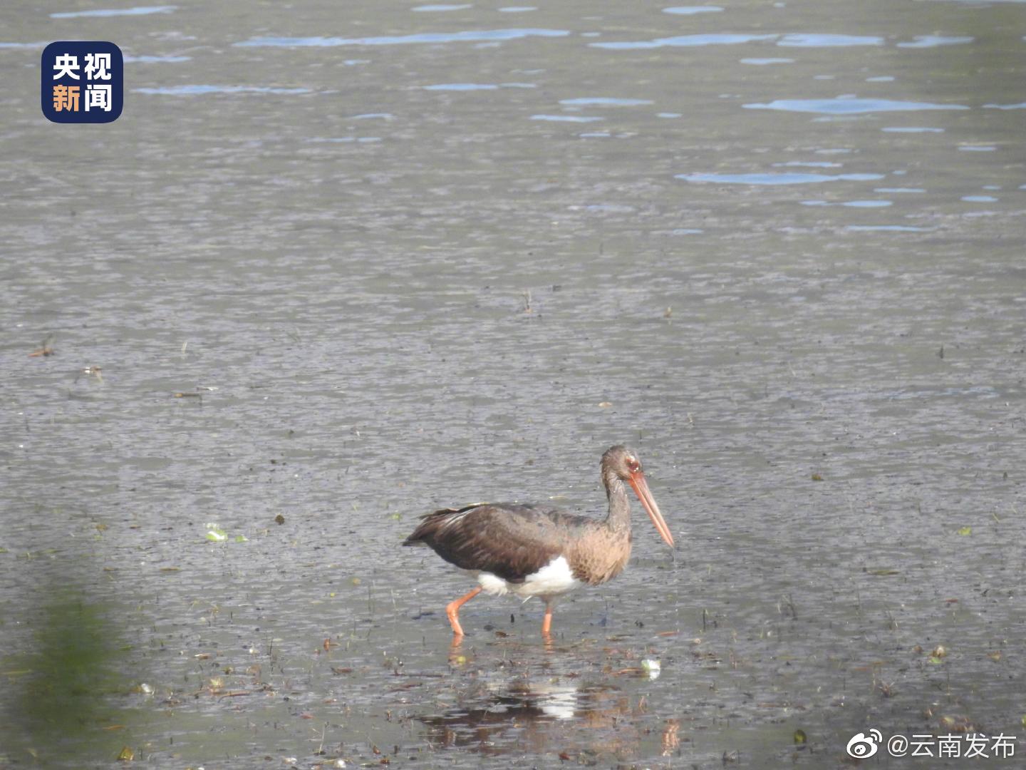 “云南发布”微博