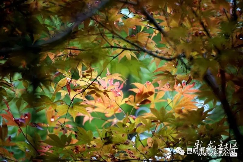 昆明市黑龙潭公园