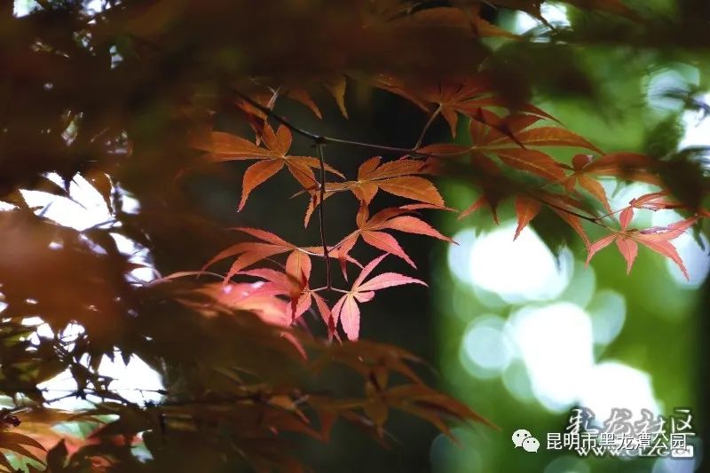 昆明市黑龙潭公园