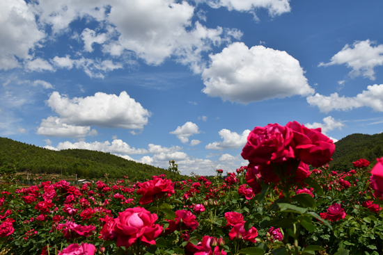 云南省文化和旅游厅