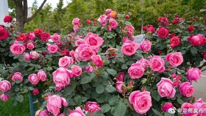 “云南发布”微博