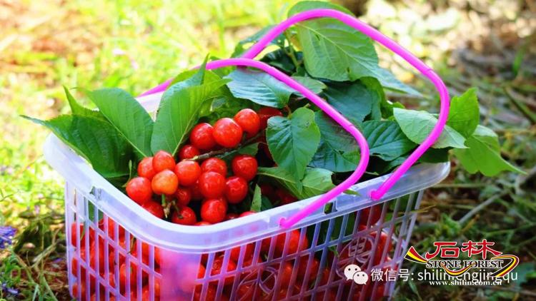 石林旅游网