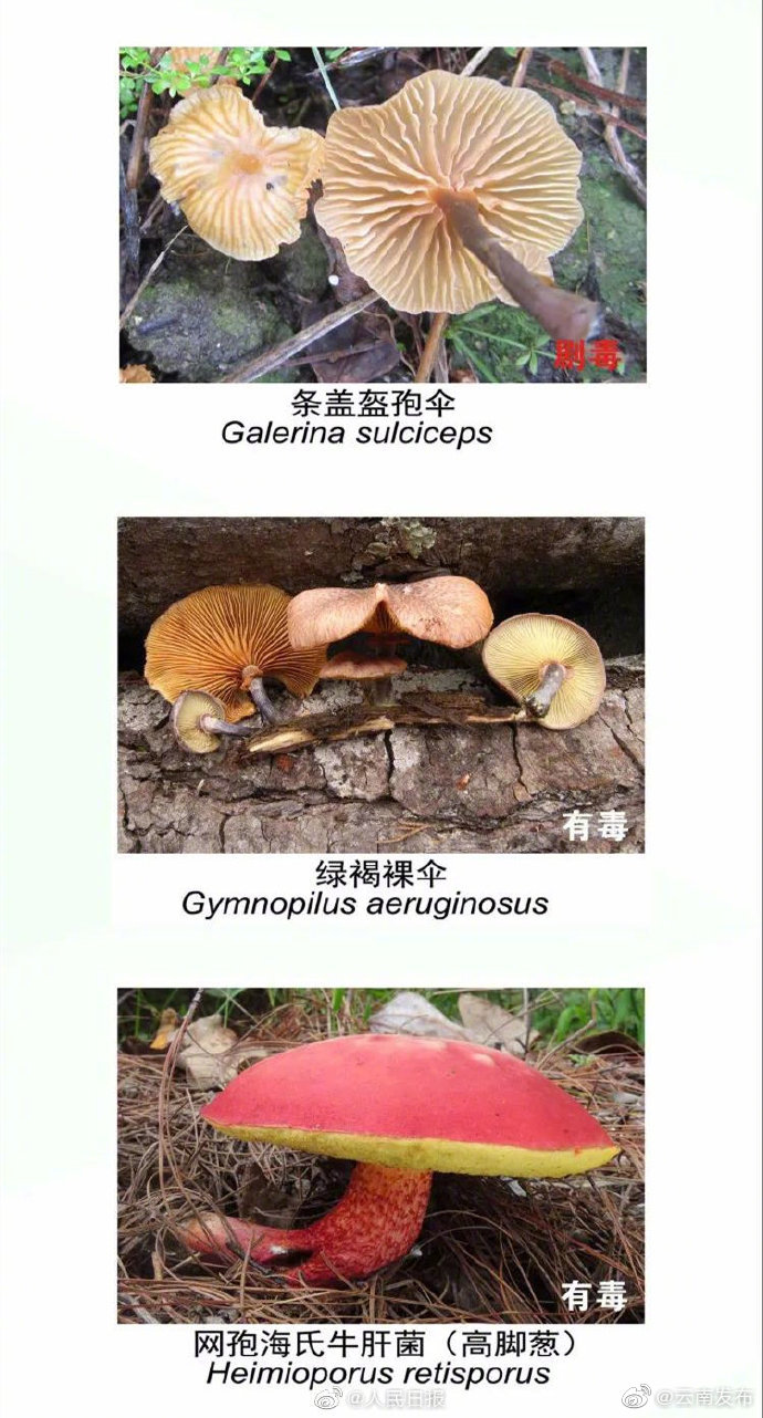“云南发布”微博
