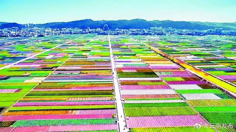 云南玉溪蔬菜出口备案基地达23.6万亩