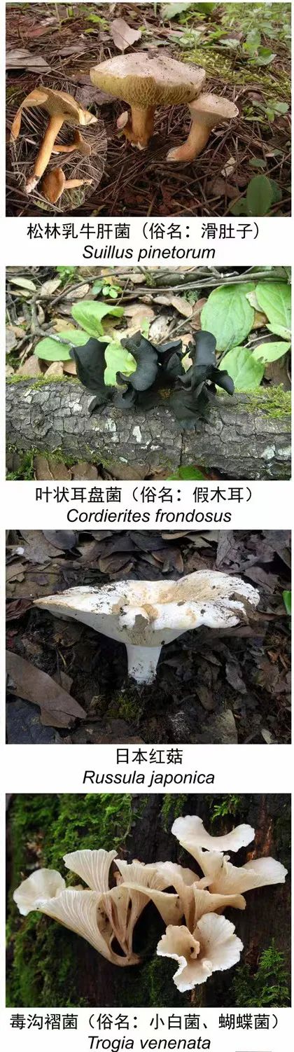 掌上春城微信公众号