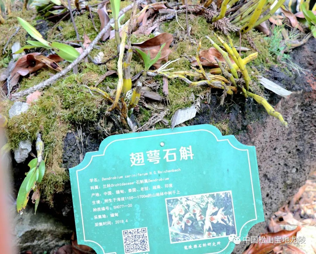 保山新闻网