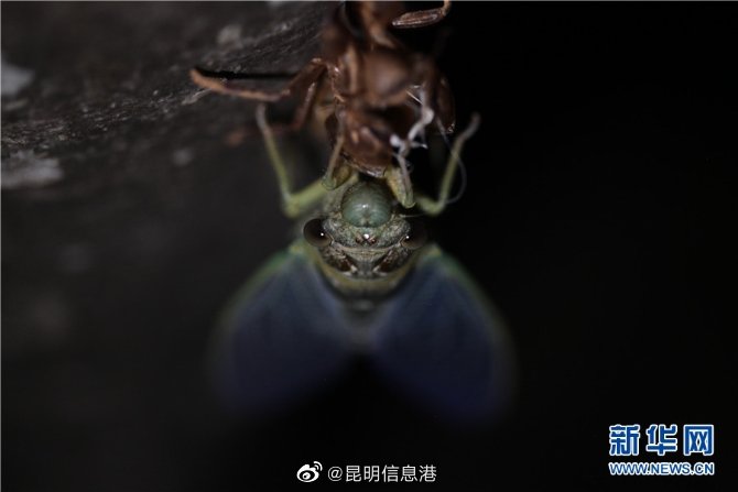 昆明信息港