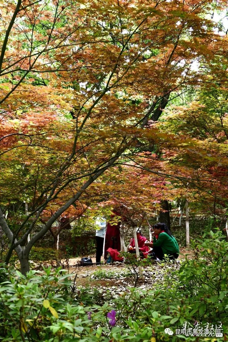 昆明市黑龙潭公园