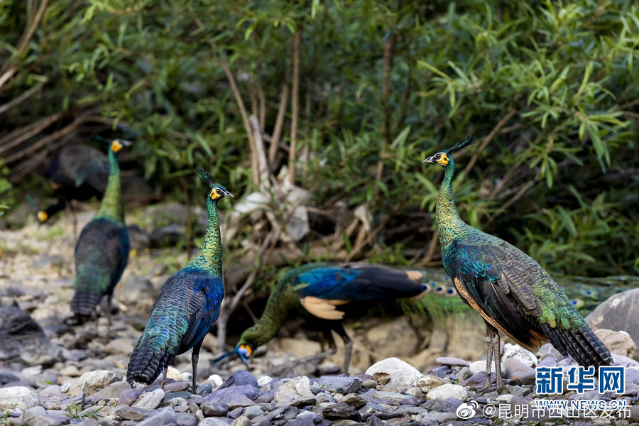 昆明市西山区发布