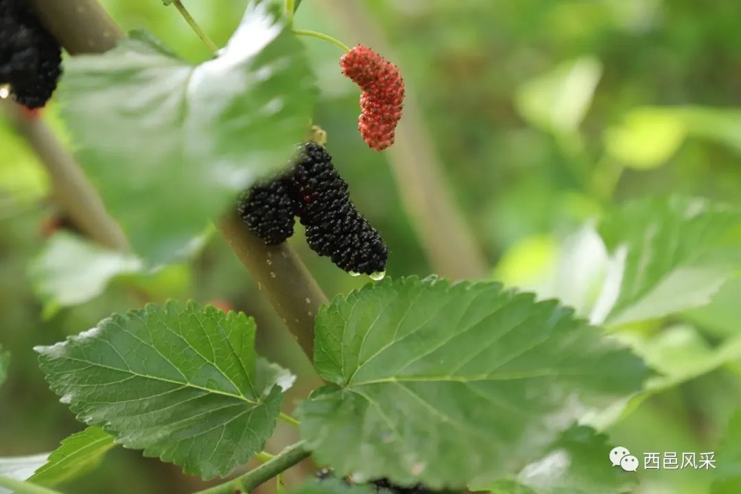 保山新闻网